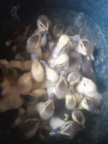 Filhotes de pato
