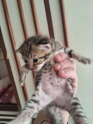 FILHOTES DE GATO BENGAL