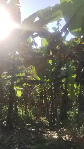 Sítio com 6 hectares repleto de bananeiras