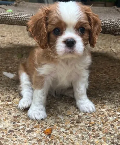 Cavalier King Charles Spaniel com charme clássico e muito amor