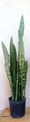Espada de São Jorge OGUM