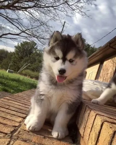 Filhote de Husky Siberiano disponível para seu lar