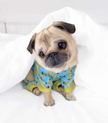 Filhote Pug, Seu Novo Companheiro Peludo Está Aqui!