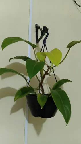 Plantas diversas