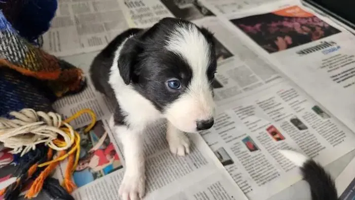 Filhote Border Collie, Uma explosão de fofura aguarda você!