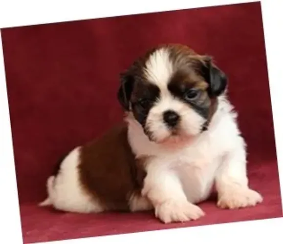 Shih-Tzu: Filhotes Machos e Fêmeas, Padrão Pequeno