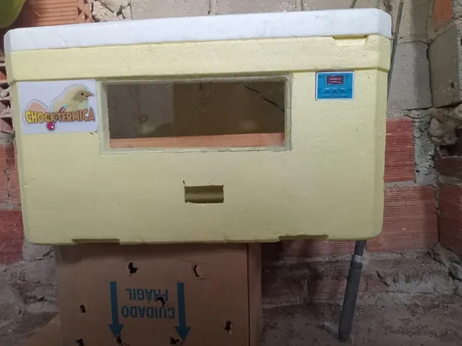 Ótima chocadeira CHOCKTÉRMICA!