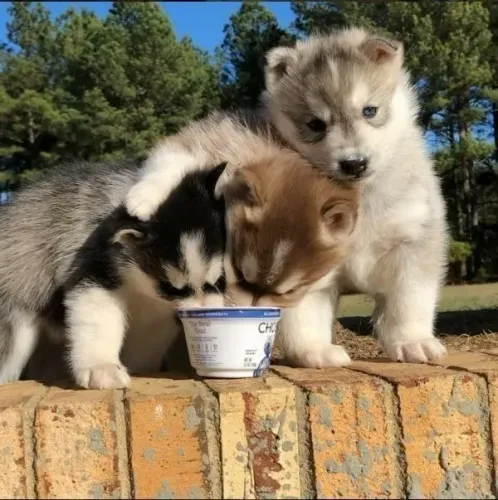 Três filhotes de Husky Siberianos 02 comendo e um olhando