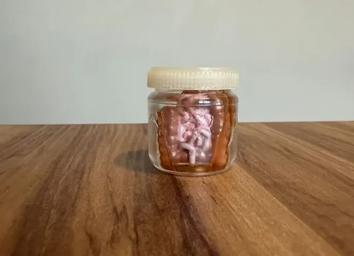 ENFEITE QUE SIMULA ORGÃO INTESTINO PRESERVADO NO FRASCO
