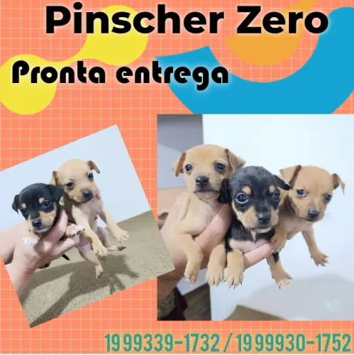 Pinscher Zero Disponível Garanta já o seu Amigo(a)