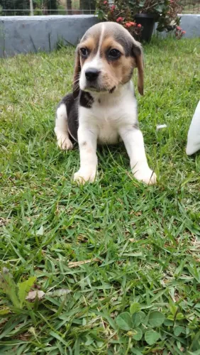 Filhote beagle macho disponivel
