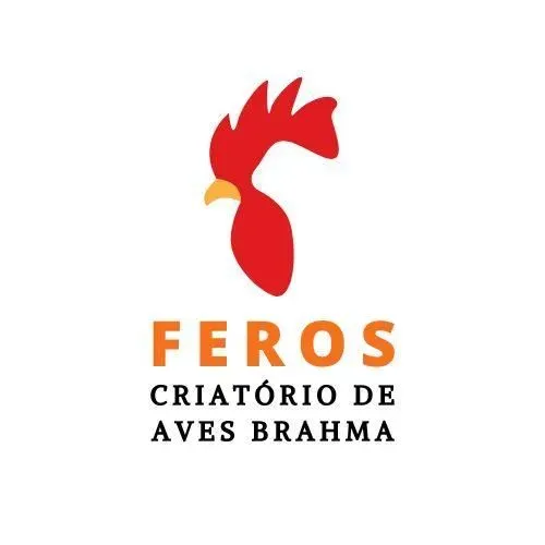 Ovos galados da raça brahma 