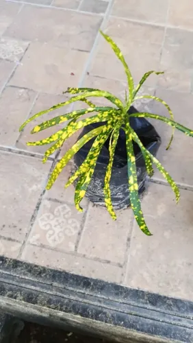 Plantas