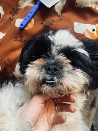 Shitzu machinho