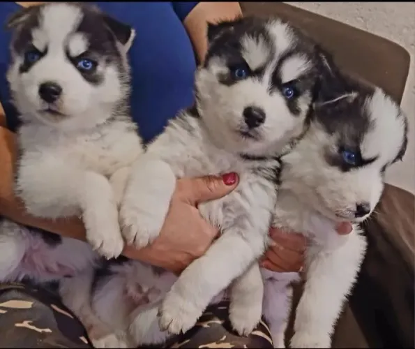 Filhotes de husk siberiano