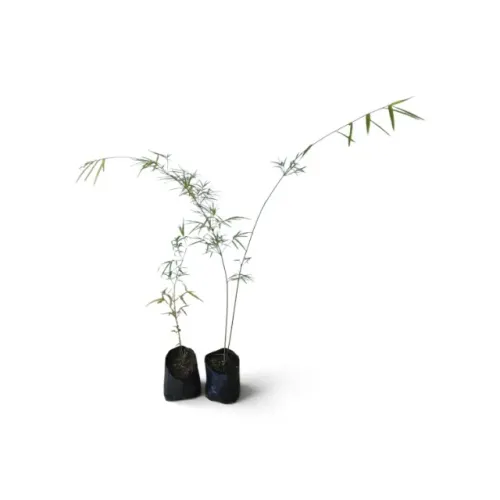 Kit 10 Mudas De Bambu Japonês Metake Para Jardim E Cerca Viva