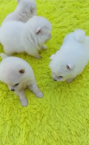 Lulu da pomerania