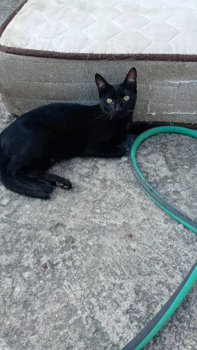 GATO PARA ADOÇÃO RESPONSÁVEL 