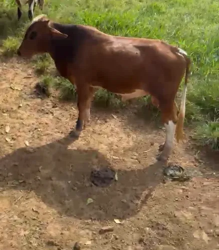 Bezerro mestiços