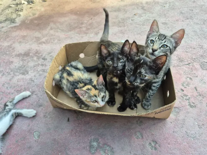 Gatos gatinhos filhotes para adoção responsável doação. LEIA A DESCRIÇÃO