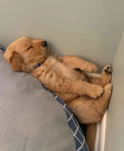 Filhote Golden Retriever, O amigo perfeito para sua vida já está pronto para te amar!