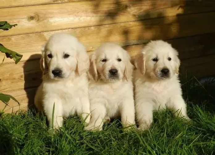 Filhotes de Golden Retriever | Muito carinho em cada olhar