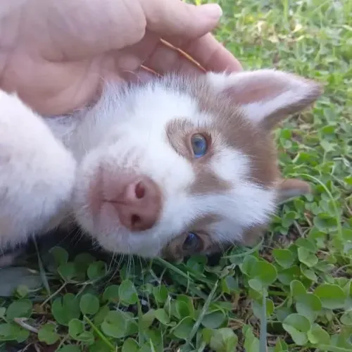Filhotes de Husky Siberiano | Um parceiro de aventuras.