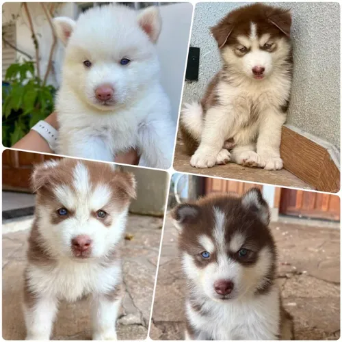 Filhotes de Husky Siberiano