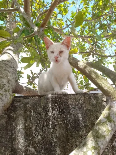 Gatinho Macho para doação 