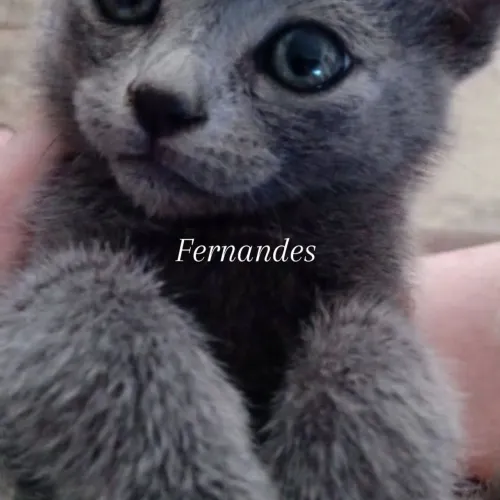 Azul Russo/Russian Blue 