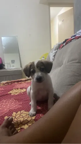 Doando cachorro
