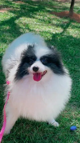 Spitz alemão