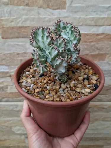 Euphorbia lactea variegata cristata pt14