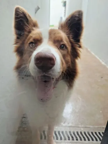 Border collie de aproximadamente 2 anos