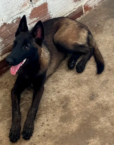 Pastor Malinois