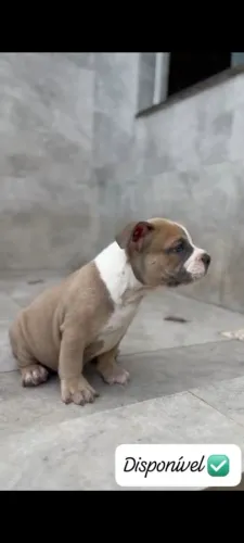 FILHOTE DE AMERICAN BULLY