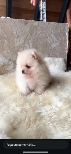 Filhote Lulu da Pomerania