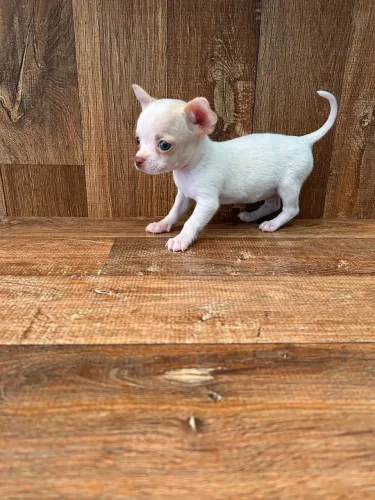 Filhotes de Chihuahua