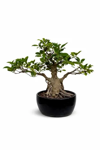 Bonsai Ficus microcarpa |  