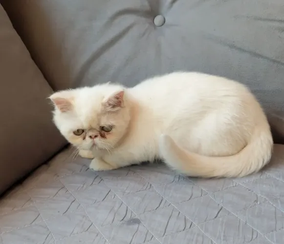 Gato Persa 