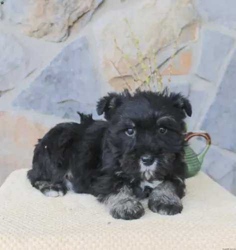 Schnauzer Macho/Fêmea - Entrega Hoje