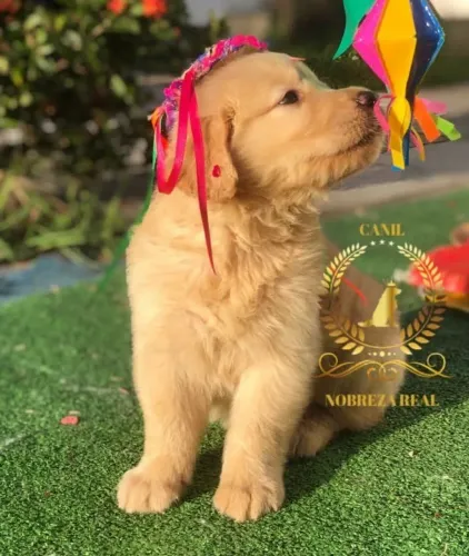 Golden Retriever @CanilNobrezaReal