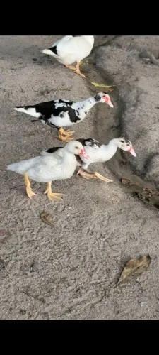 Patos Franguinhos
