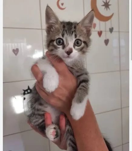 Gatinhas tigradas disponível