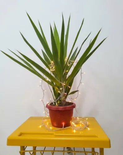 Yucca Planta natural do vaso pequeno 