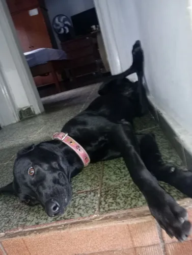 Doando o Tizil 