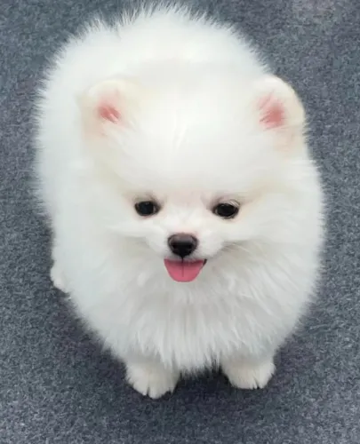 Cachorro Lulu pronto para alegrar o amor da sua vida hoje!