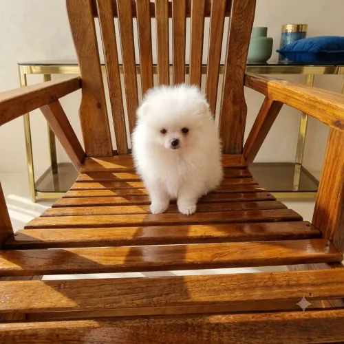 Lulu da Pomeranea  machinho  PROMOÇÃO 
