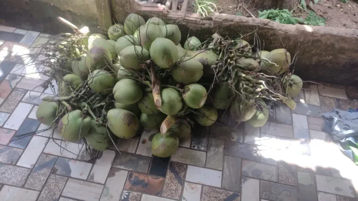 100 cocos por 3 reais 