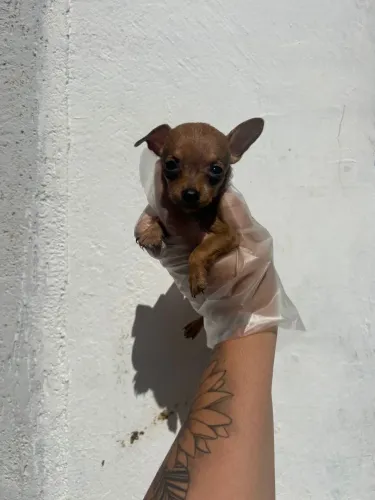 Pinscher a melhor escolha para o dia 12